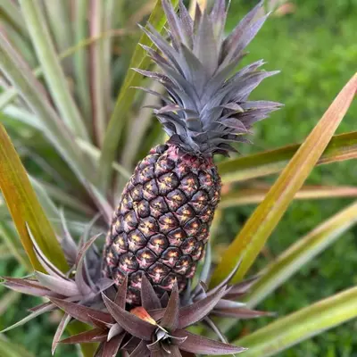 a pineapple sitting on top of a plant at Chunchu Wasi All included