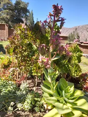 a garden with many different types of plants at Charming Urubamba Cusco house - Kapuliyuq in Urubamba