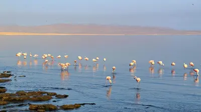 a flock of flamingos standing in the water at Bamboo Paracas Hotel in Paracas