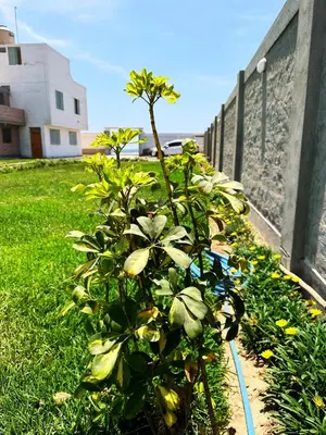 a plant in a garden next to a fence at RELAX Y PISCINA con vista al MAR - FLAT in Cerro Azul