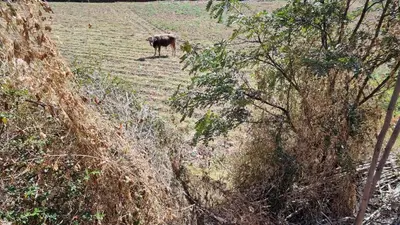 a cow standing in the middle of a field at Cottage in nature in Sacred Valley with mountain views in Huayllabamba