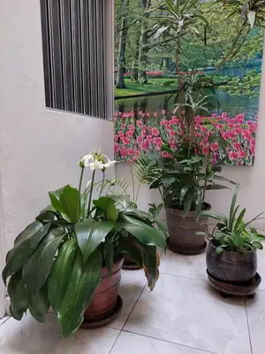 three potted plants sitting next to a painting of flowers at Hospedaje El Jardín in Lima