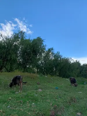 two cows grazing in a field of grass at Casa de Campo en el Valle Sagrado de los Incas - Casa Brisas del Rio Sagrado in Huayllabamba