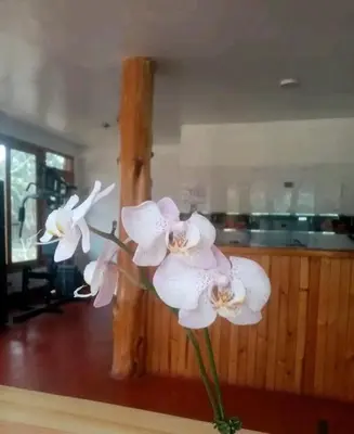 twoidiumidium flowers in a vase in a room at La casa de Cuni in Oxapampa