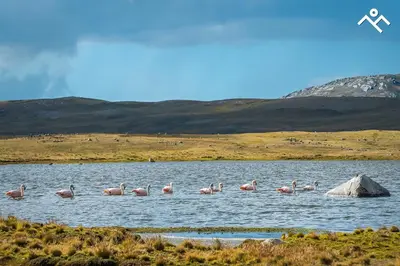 a group of flamingos standing in a body of water at Hotel Villarma in Alis