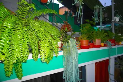 a table with a bunch of green plants on it at Cómodo alojamiento con jardín y baño privado-Echarati