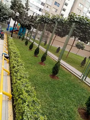 a row of bushes in the grass in a park at Departamento amoblado y Estacionamiento Gratis in Lima