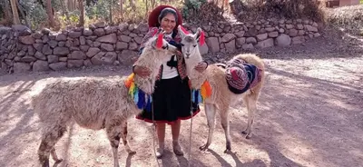 a girl is standing next to two goats at Cabañas lago piuray in Chinchero