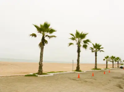 a row of palm trees on a beach with orange cones at Apartment with Beach Exit 203 in Punta Negra