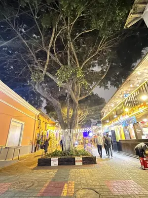 a tree in the middle of a street at night at Private cinema & comfort in cultural Barranco in Lima