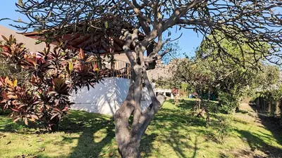a tree in a yard with a house in the background at Casa de campo Yangas para 20 personas in Yangas