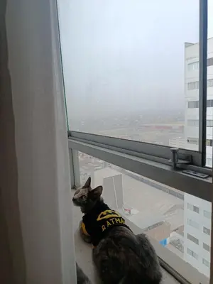 a cat sitting next to a window looking out at Apartamento amoblado in Lima