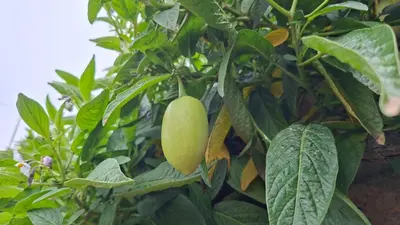 two mangoes hanging from a tree with leaves at Tara Vegan Lodge - Sacred Valley in Urubamba