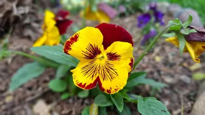 a group of colorful flowers in a garden at Tara Vegan Lodge - Sacred Valley in Urubamba