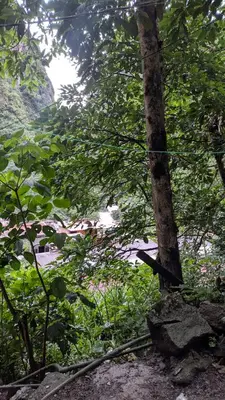 a tree in the middle of a forest at Aguilar Apaza Family in Machu Picchu