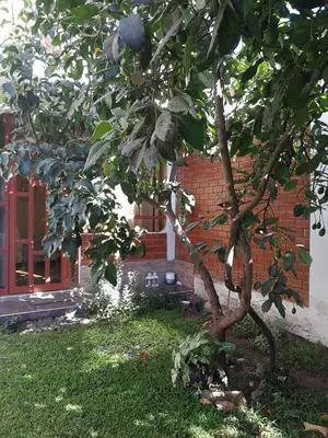 a small tree in front of a brick building at Departamento tranquilo en Condominio in Santa Eulalia