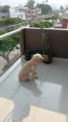 a dog standing on a balcony looking out of a window at Habitación in Lima