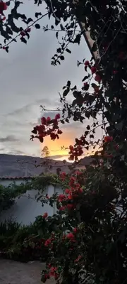 a tree with red flowers in front of a body of water at Florez de la Villa Apart Hotel in Cusco