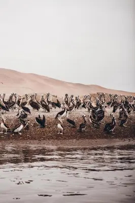 a flock of birds standing on the shore of a body of water at Paracas vista al mar in Paracas