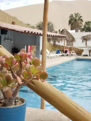 a potted plant sitting next to a swimming pool at Ecocamp Huacachina in Ica