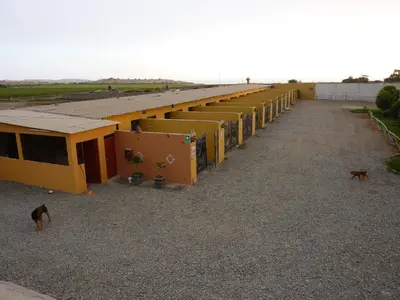 a long row of buildings with dogs standing in front of them at Motel Sahara Suites in Barranca