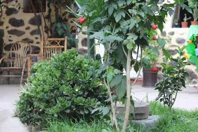 a couple of green bushes and a tree at Killari B&B in Ollantaytambo
