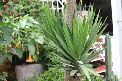 a green plant in a garden with other plants at Killari B&B in Ollantaytambo