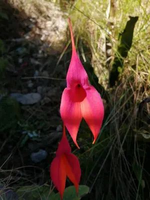 a pink flower is hanging from a plant at Peru Coca B&B Machupicchu in Machu Picchu