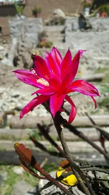 a pink flower is growing on a branch at Casona Mollepata in Mollepata
