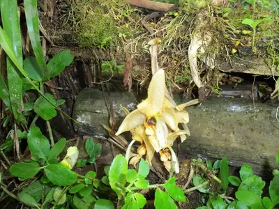 a dead plant on the side of a wall at Refugio de Orquídeas in Oxapampa