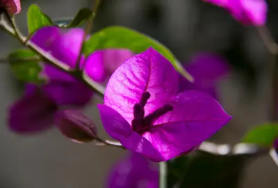 a purple flower is sitting on a plant at Alojamiento Casa Yanantin de Maravilca in Concepción