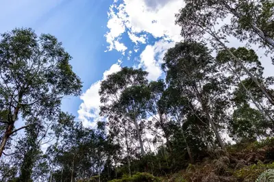 a view of the trees in the forest at Fundo Hassinger in Oxapampa
