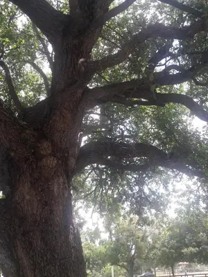 a large oak tree in a park at Suzet House in Oxapampa