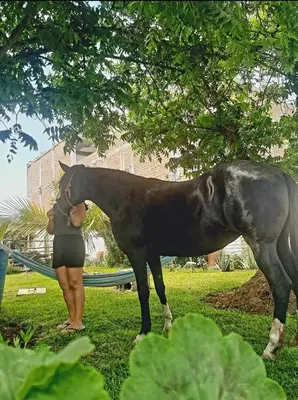 a woman standing next to a horse in the grass at Casa Montemira in Ica