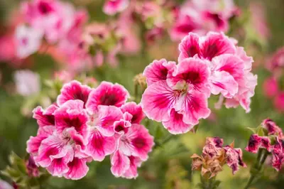a group of pink flowers in a field at Bull House in Urubamba
