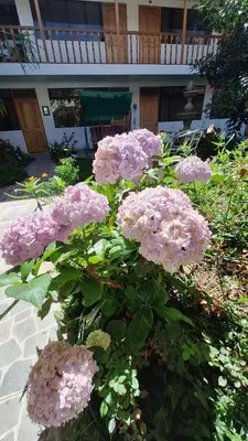 a bunch of pink flowers in front of a house at Kenti's Home Ollantaytambo in Ollantaytambo