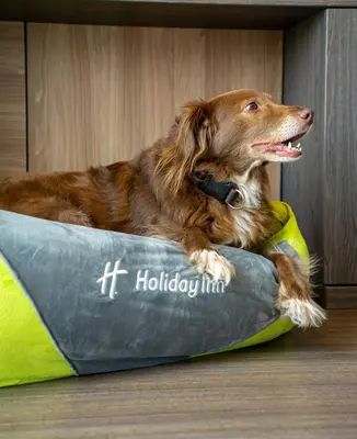 a dog laying on a pillow on the floor at Holiday Inn - Lima Miraflores by IHG in Lima