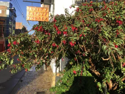 a tree filled with red flowers on a street at Posada Junco y Capuli in Huancayo