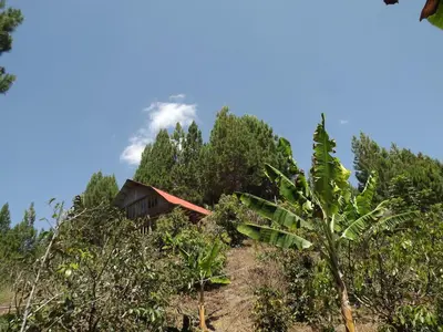 a house on the side of a hill with trees at La Casita de Oxapampa in Oxapampa