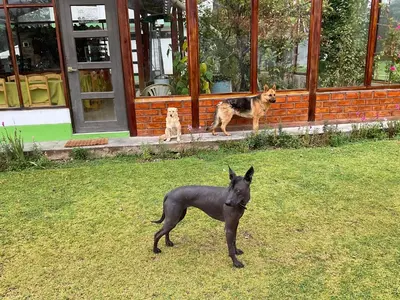 two dogs standing in the grass in front of a house at RESORT ALAPA in Huancayo