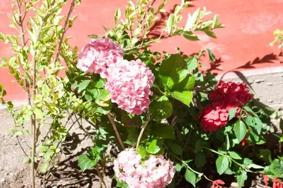 a bunch of pink and red flowers in a garden at New Experiences Valle sagrado in Urubamba