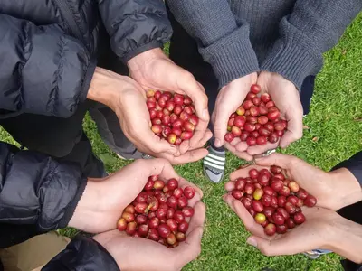 a group of people holding their hands around a pile of cherries at Lia B&B Lucmabamba in Sahuayacu