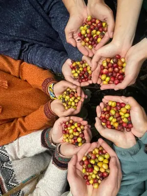 a group of people stacking their hands around a pile of fruit at Lia B&B Lucmabamba in Sahuayacu