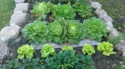 a garden with green lettuces and rocks at BIOSFERA LODGE GLAMPING tipi 2 personas in Oxapampa