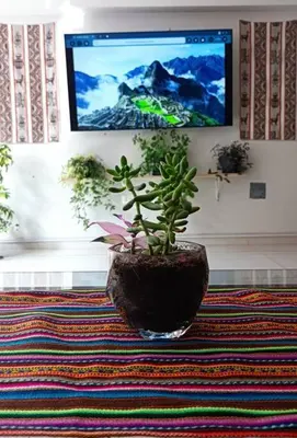 a potted plant sitting on a rug in a room at Union Garden Apartments in Cusco