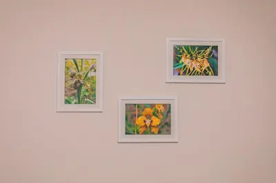 three pictures on a wall with a spider on it at Saska Boutique Hotel in Cusco