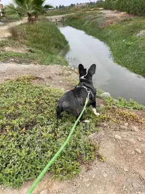 a black dog on a green leash sitting next to a body of water at HOP ODAIBA exclusiva laguna y playa en Chincha in Chincha Baja