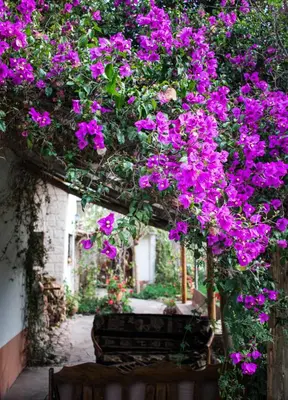 a bunch of purple flowers hanging from a pergola at Eco Lodge Los Perales-Urubamba in Urubamba