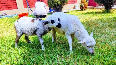 two sheep are standing in the grass at Amachito's Casa Recreacional in Lima