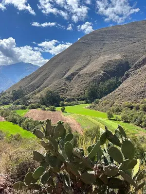 a cactus in a field with a mountain in the background at KanchayKillaWasi in Chinchero